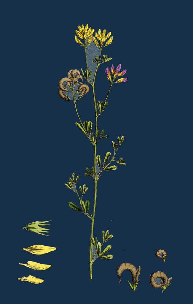 Detail of Medicago Sylvestris; Fries' Lucerne by Anonymous