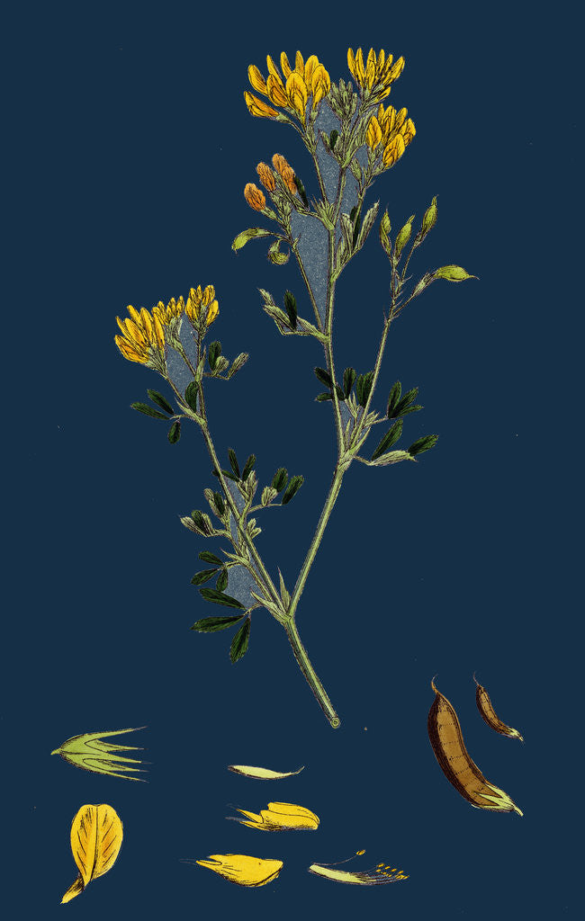 Detail of Medicago Eu-Falcata; Yellow Lucerne by Anonymous