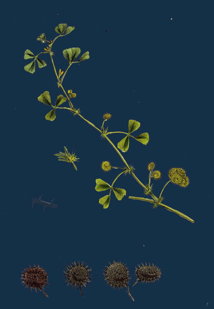 Detail of Medicago Denticulata; Reticulated Medick by Anonymous