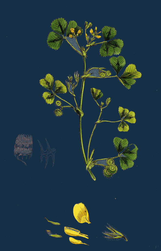 Detail of Medicago Maculata; Spotted Medick by Anonymous
