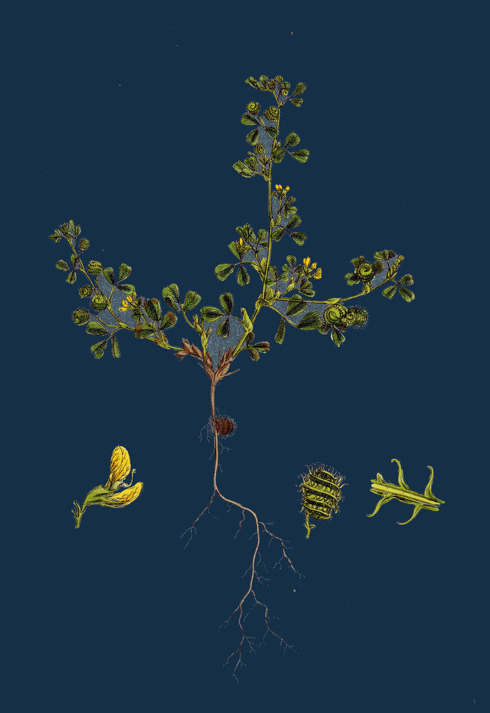 Detail of Medicago Minima; Little Bur Medick by Anonymous