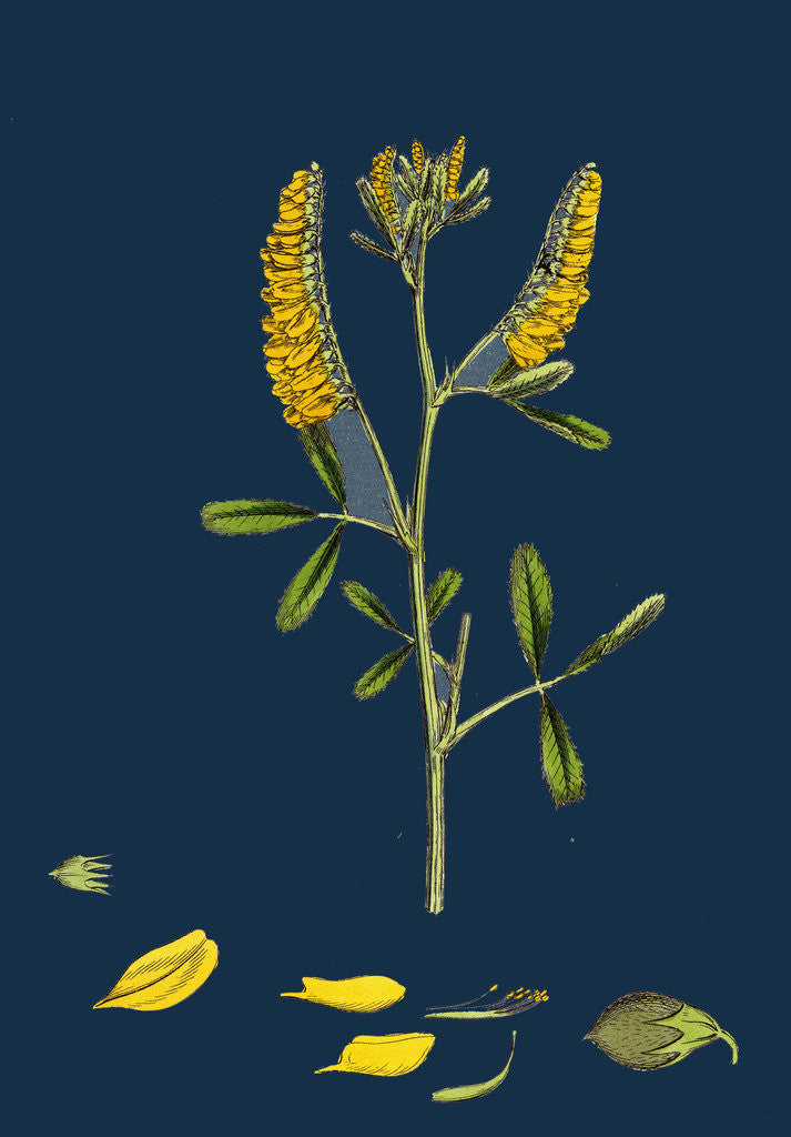 Detail of Melilotus Officinalis; Common Melilot by Anonymous