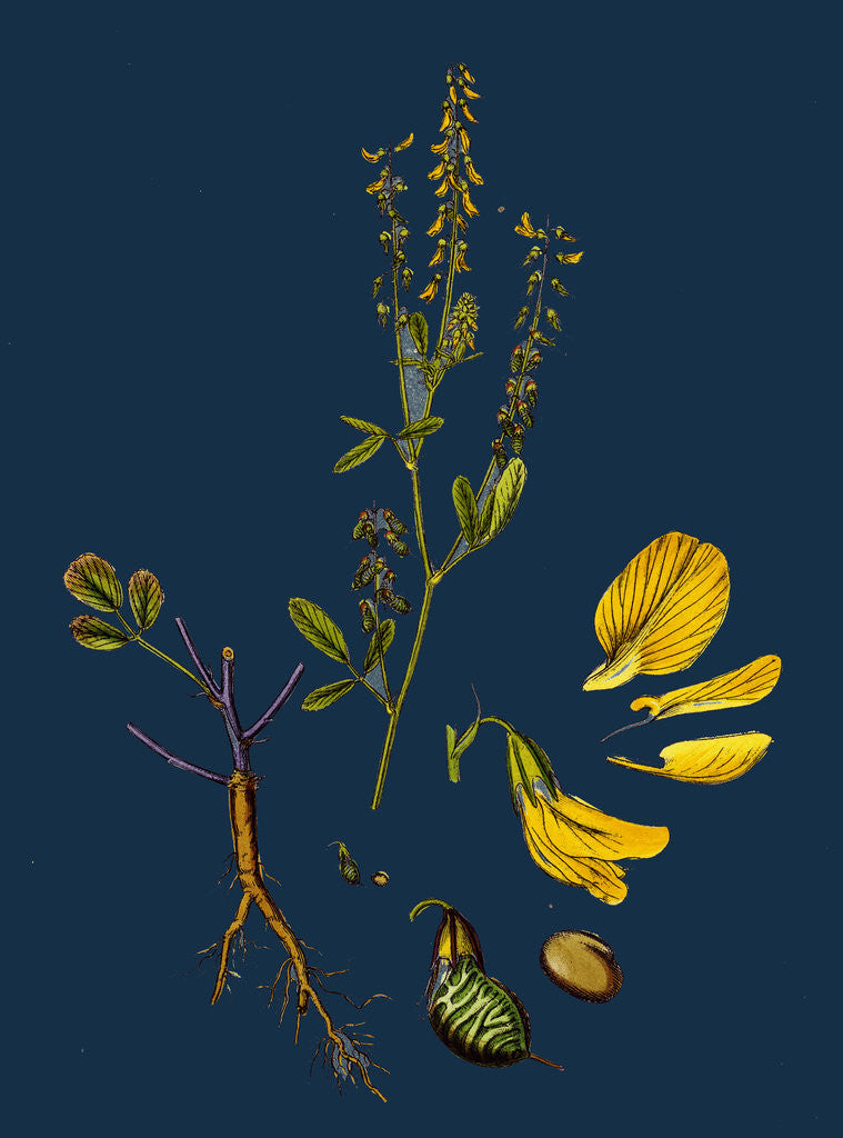 Detail of Melilotus Arvensis; Field Melilot by Anonymous