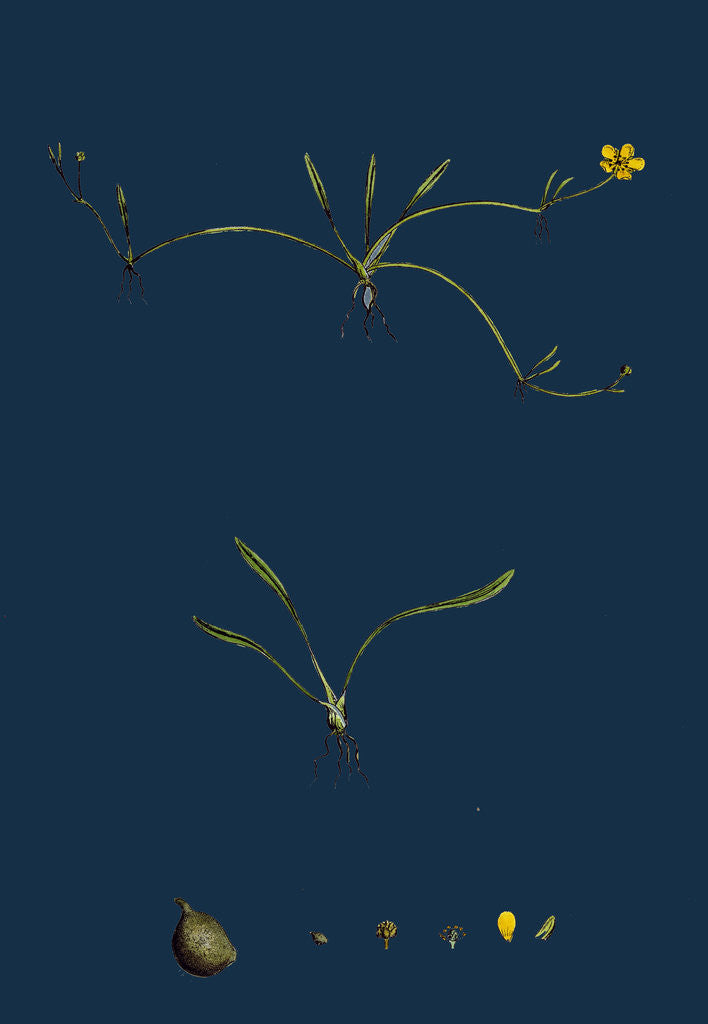 Detail of Ranunculus Reptans; Creeping Spearwort by Anonymous