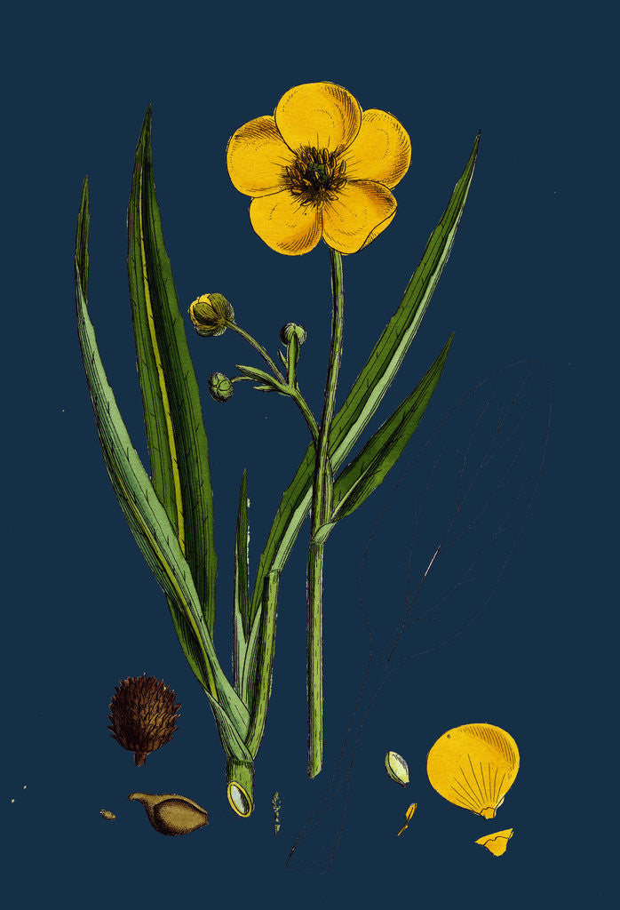 Detail of Ranunculus Lingua; Greater Spearwort by Anonymous