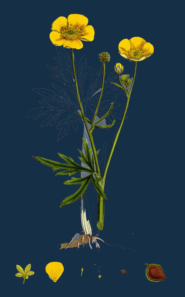Detail of Ranunculus Eu-Acris; Upright Meadow Crowfoot by Anonymous