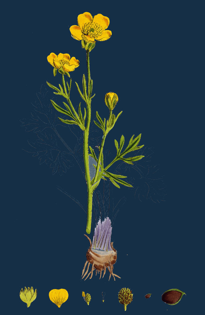 Detail of Ranunculus Bulbosus; Bulbous Crowfoot by Anonymous