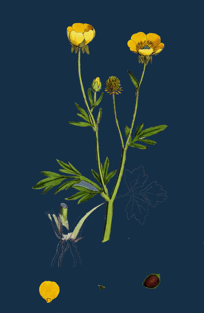 Detail of Ranunculus Hirsutus; Hairy Crowfoot by Anonymous