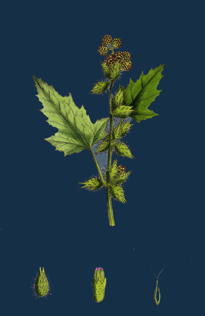 Detail of Xanthium Strumarium; Common Bur-Marygold by Anonymous