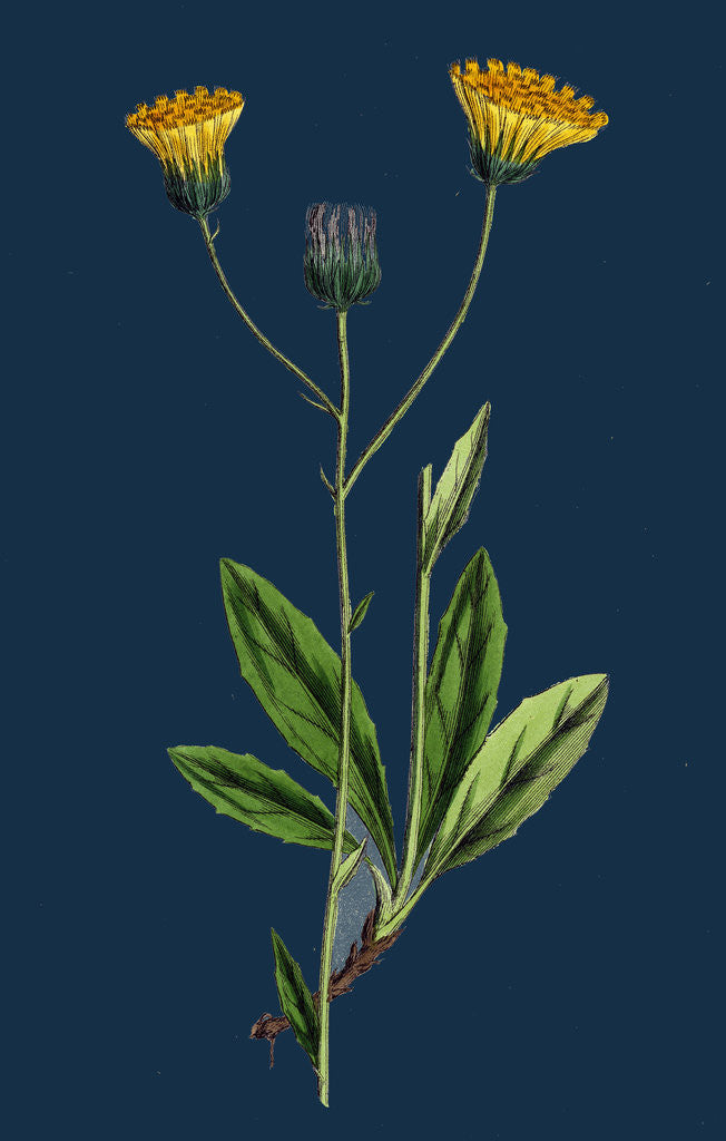 Detail of Hieracium Gothicum; Naked-Headed Hawkweed by Anonymous