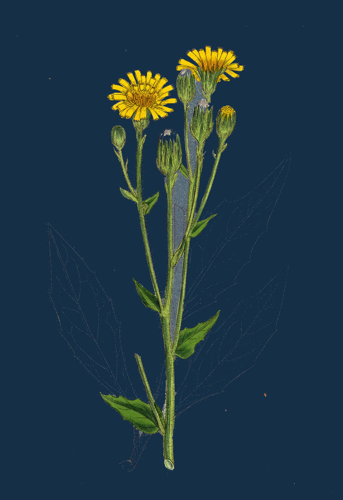 Detail of Hieracium Boreale; Broad-Leaved Hawkweed by Anonymous