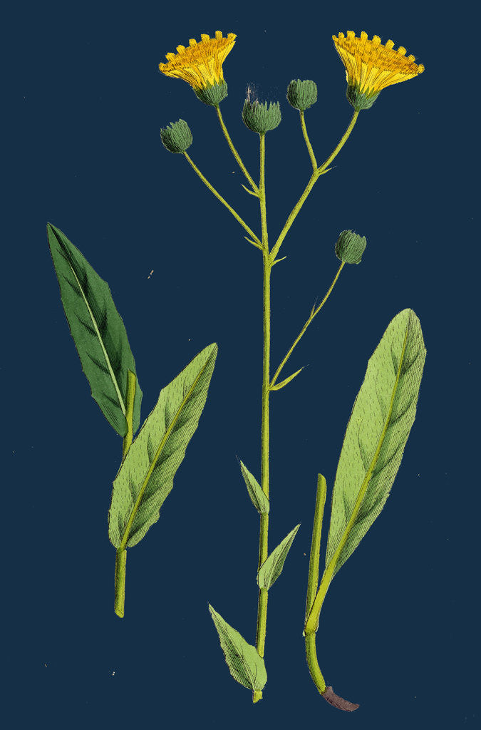 Detail of Hieracium Crocatum; Saffron Hawkweed by Anonymous