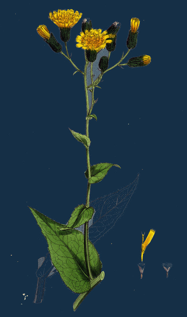 Detail of Hieracium Prenanthoides; Rough-Leaved Hawkweed by Anonymous