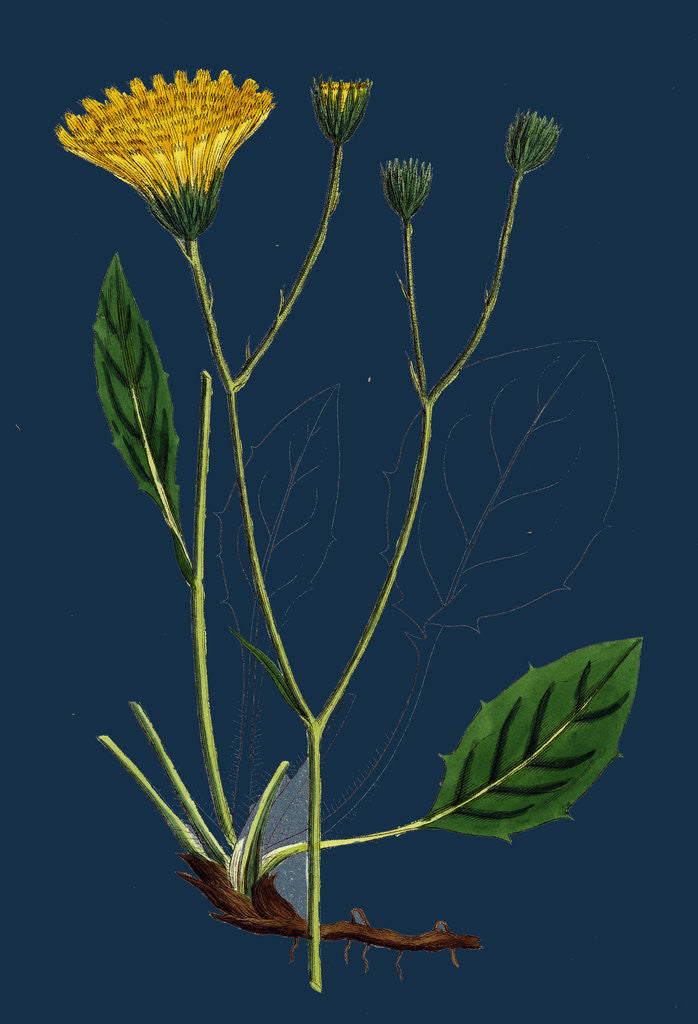 Detail of Hieracium Anglicum, Var. Genuinum; English Hawkweed, Var. A. by Anonymous