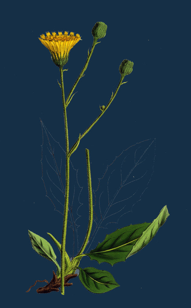 Detail of Hieracium Pallidum; Pale Hawkweed by Anonymous