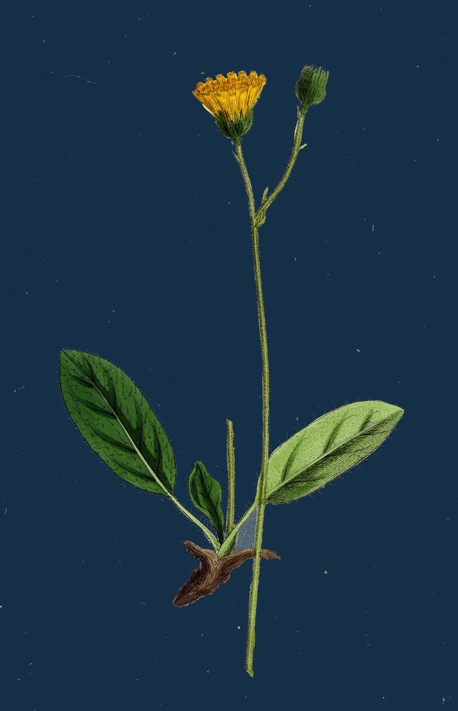 Detail of Hieracium Cinarescens; Hairy-Leaved Hawkweed by Anonymous