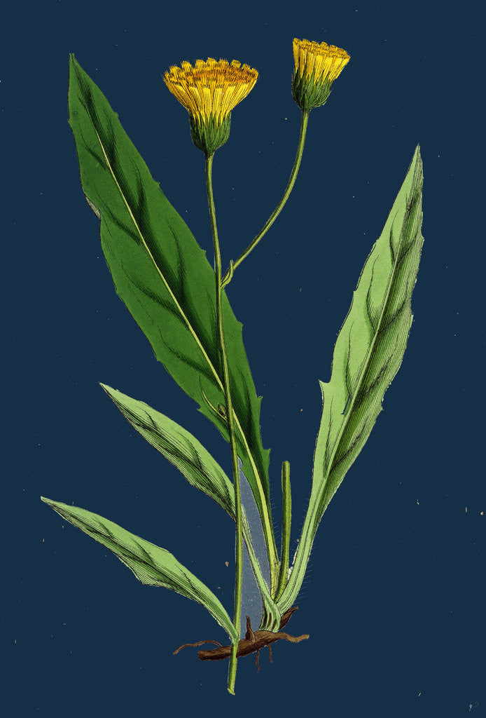 Detail of Hieracium Argenteum; Silvery Hawkweed by Anonymous