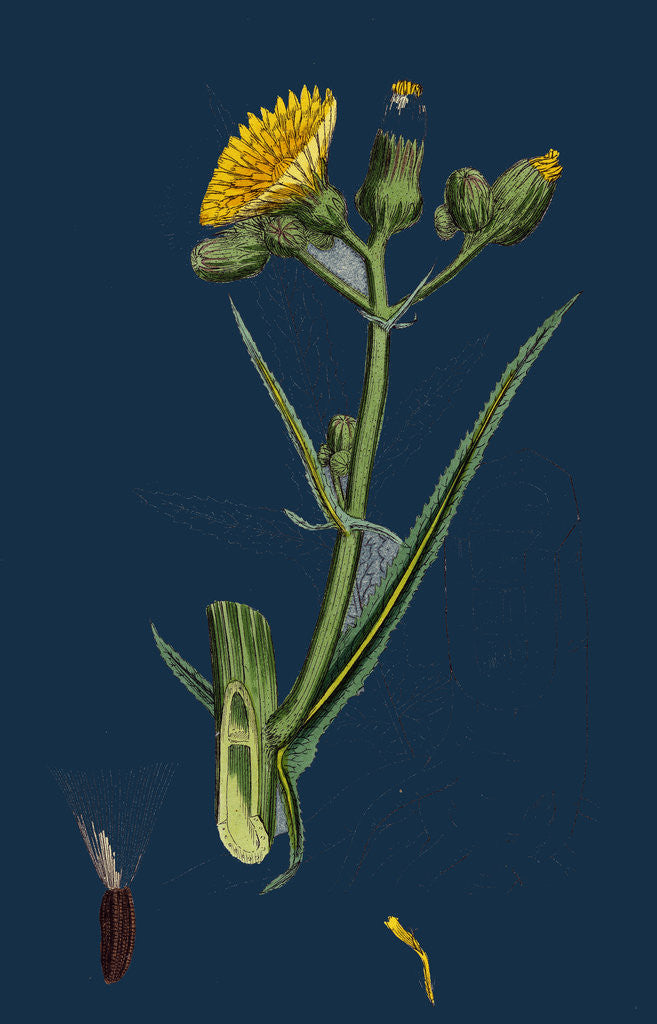 Detail of Sonchus Palustris; Marsh Sow-Thistle by Anonymous
