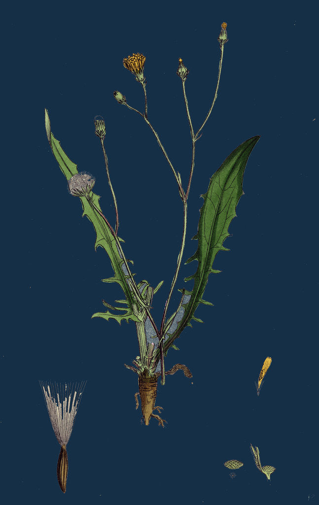 Detail of Crepis Virens; Smooth Hawk's-Beard by Anonymous