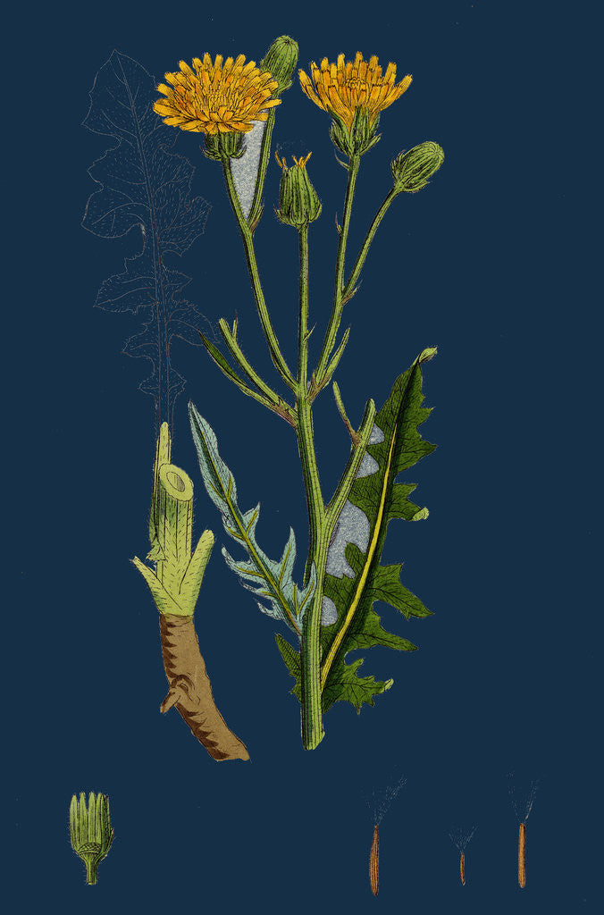 Detail of Crepis Biennis; Large Rough Hawk's-Beard by Anonymous