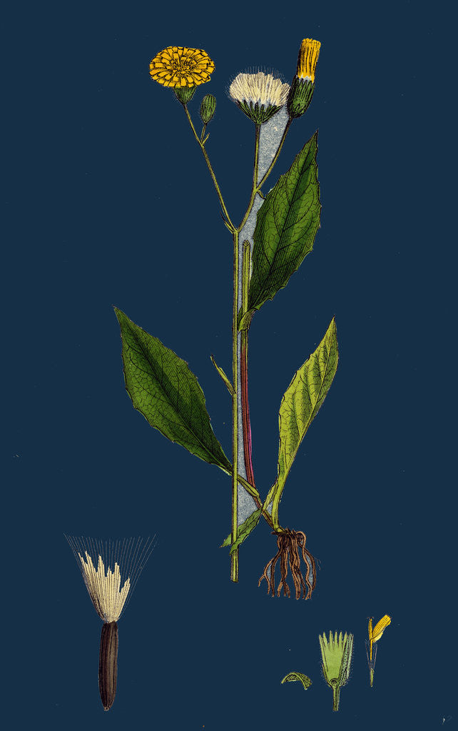 Detail of Crepis Paludosa; Marsh Hawk's-Beard by Anonymous