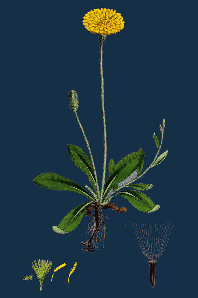 Detail of Hieracium Pilosella; Mouse-Ear Hawkweed by Anonymous