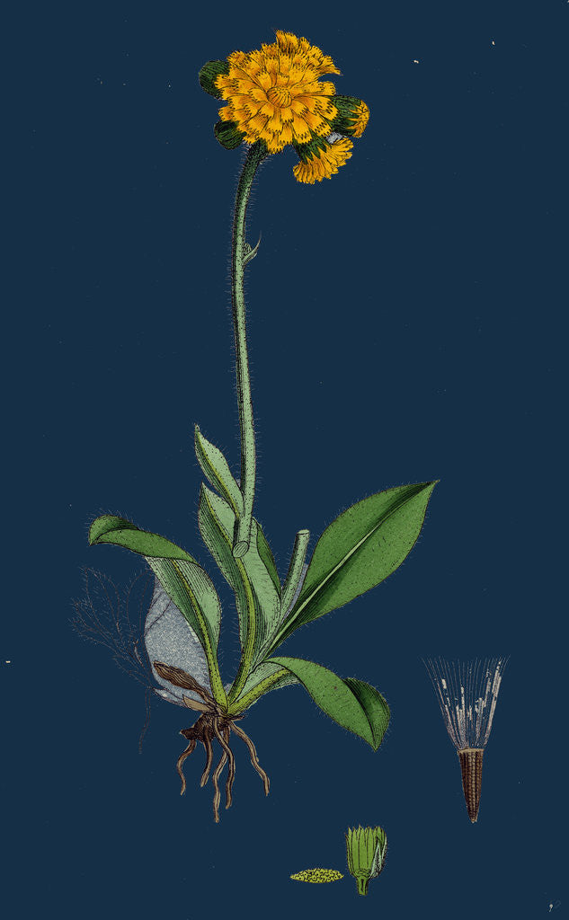 Detail of Hieracium Aurantiacum; Orange Hawkweed by Anonymous