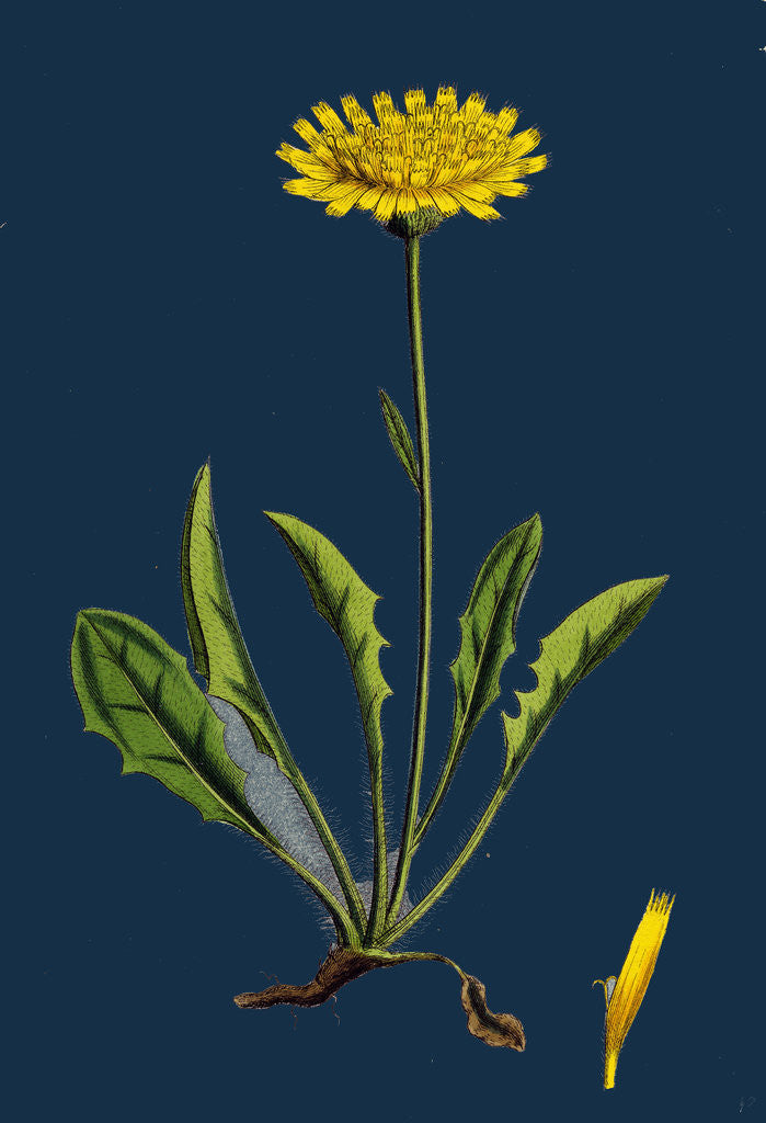 Detail of Hieracium Calenduliflorum; Marygold-Flowered Hawkweed by Anonymous