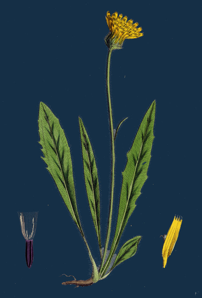 Detail of Hieracium Eximium; Grey-Headed Hawkweed by Anonymous