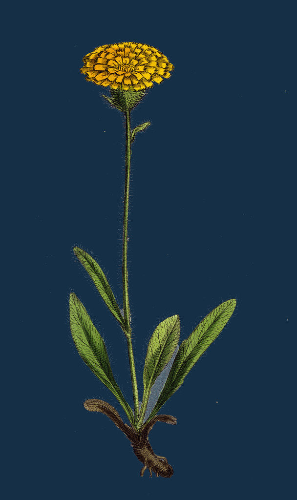 Detail of Hieracium Holosericeum; Woolly-Headed Hawkweed by Anonymous