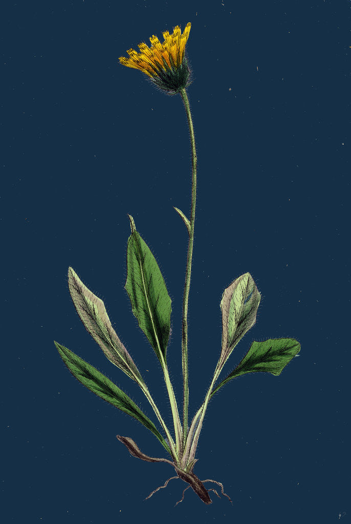 Detail of Hieracium Melanocephalum; Alpine Hawkweed by Anonymous