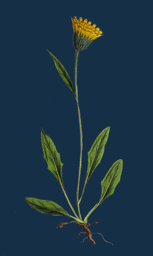 Detail of Hieracium Gracilentum; Slender Hawkweed by Anonymous