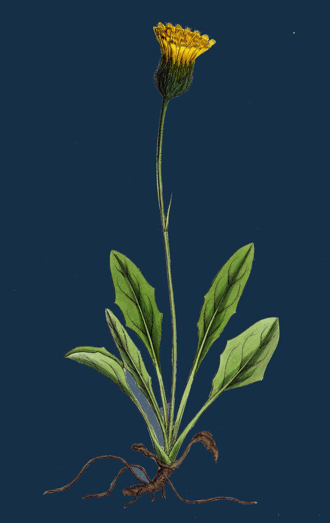 Detail of Hieracium Globosum; Globose-Headed Hawkweed by Anonymous