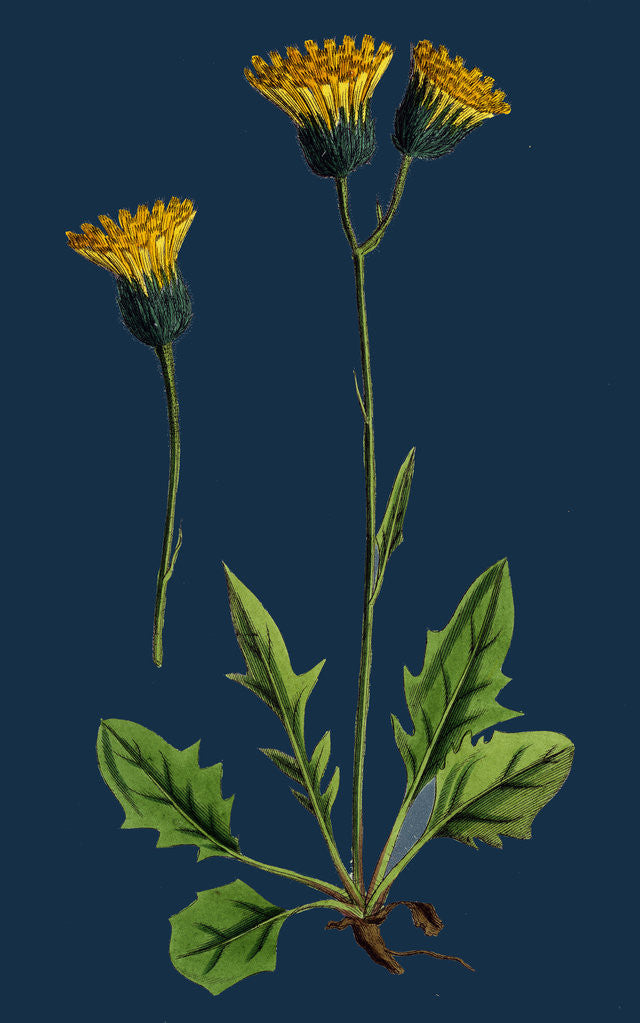 Detail of Hieracium Chrysanthum, Var. Genuinum; Golden-Flowered Hawkweed, Var. A. by Anonymous