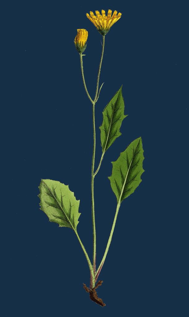 Detail of Hieracium Chrysanthum, Var. Microcephalum; Golden-Flowered Hawkweed, Var. B. by Anonymous