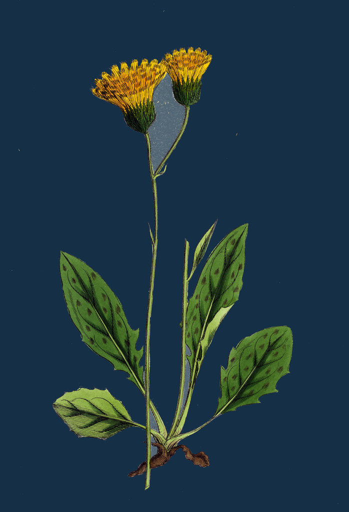 Detail of Hieracium Nigrescens; Black-Headed Hawkweed by Anonymous