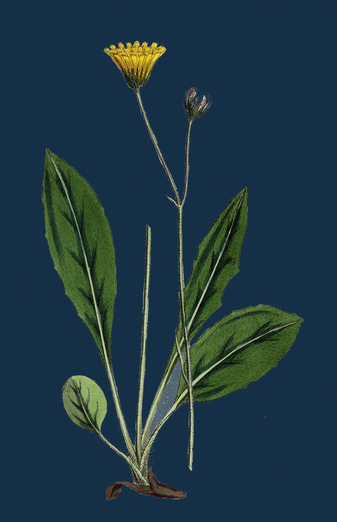 Detail of Hieracium Senescens; Grey-Lingulate-Leaved Hawkweed by Anonymous