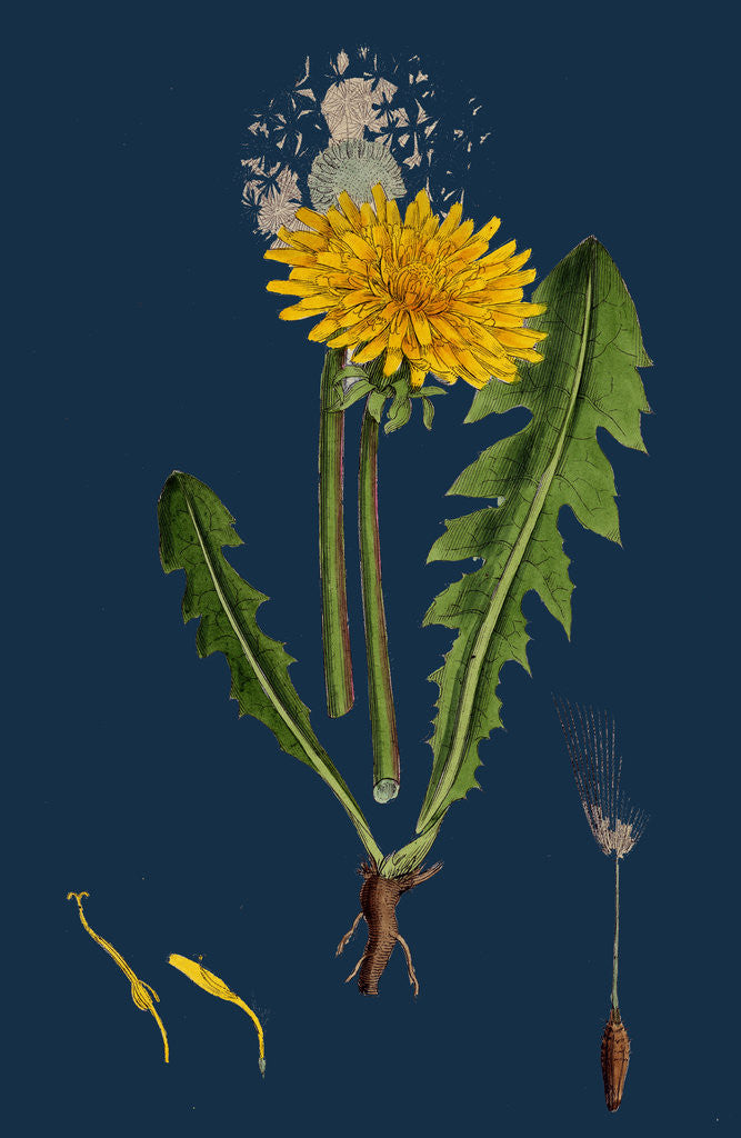 Detail of Taraxacum Officinale, Var. Genuinum; Common Dandelion, Var. A. by Anonymous
