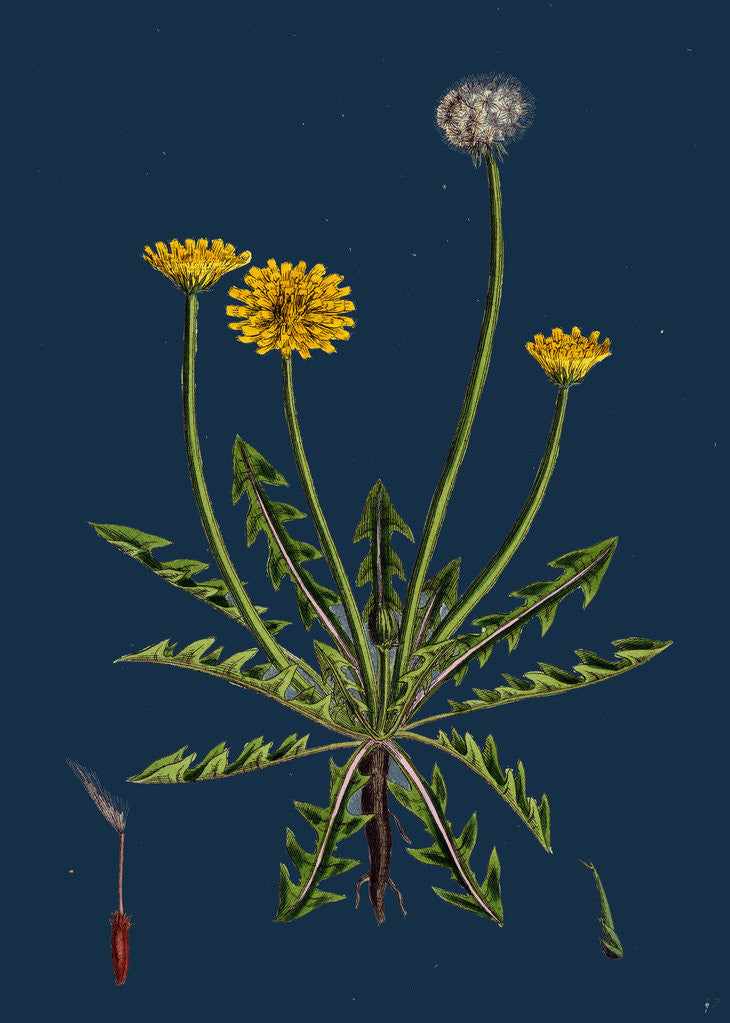 Detail of Taraxacum Officinale, Var. Erythrospermum; Common Dandelion, Var. B. by Anonymous