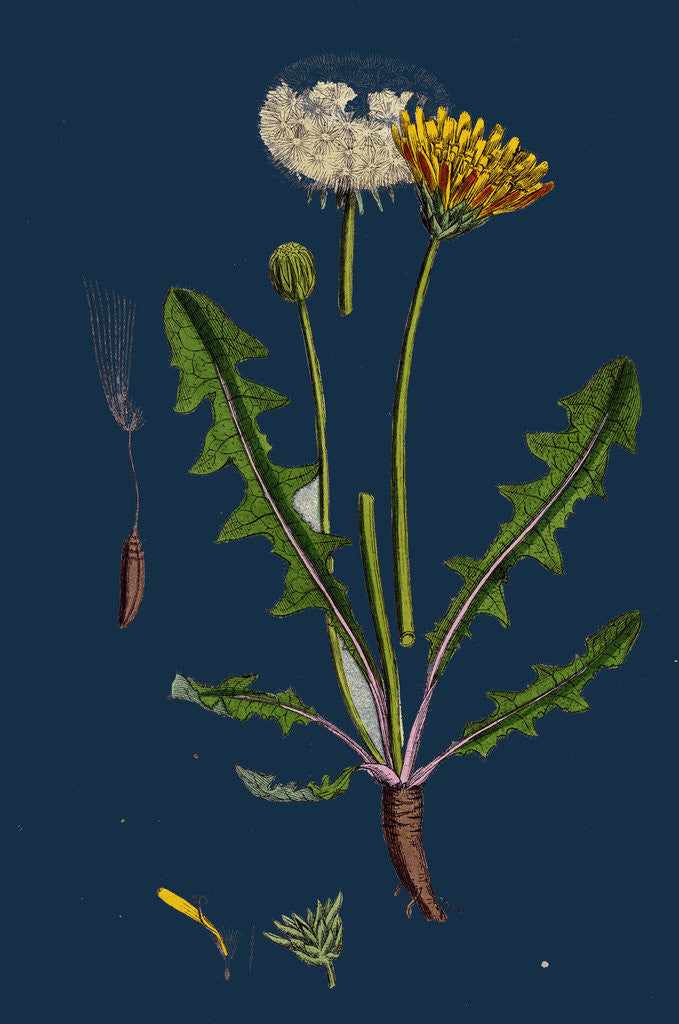 Detail of Taraxacum Officinale, Var. Palustre; Common Dandelion, Var. D. by Anonymous