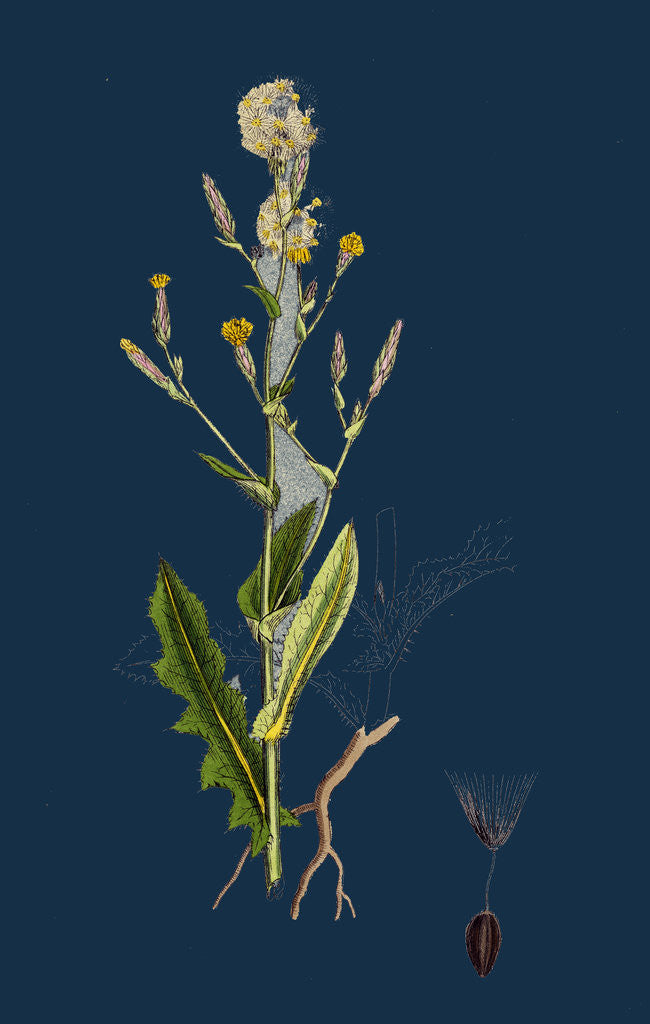 Detail of Lactuca Scariola; Prickly Lettuce by Anonymous