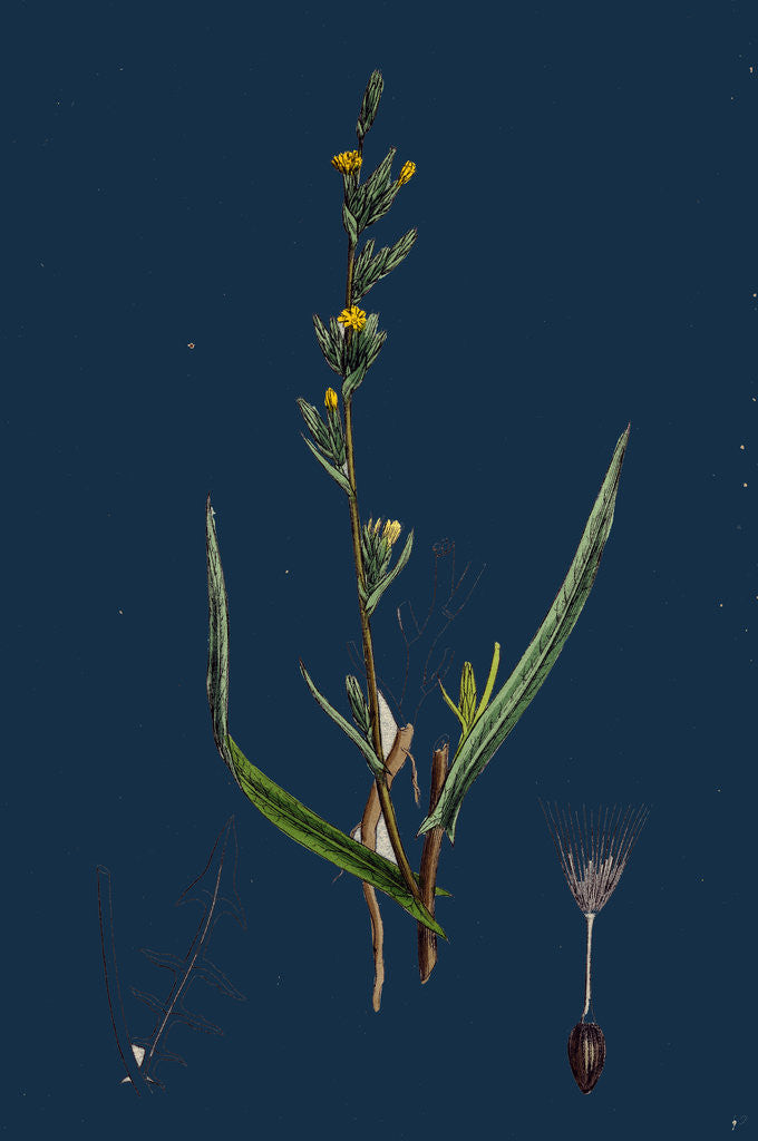 Detail of Lactuca Saligna; Least Lettuce by Anonymous