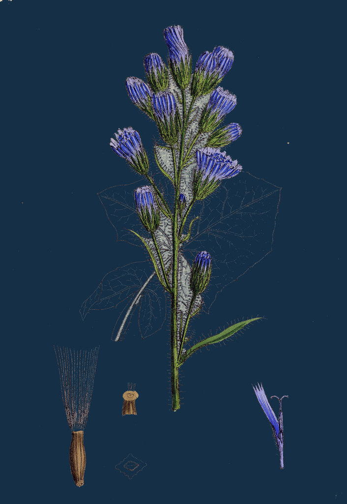 Detail of Mulgedium Alpinum; Blue Sow-Thistle by Anonymous