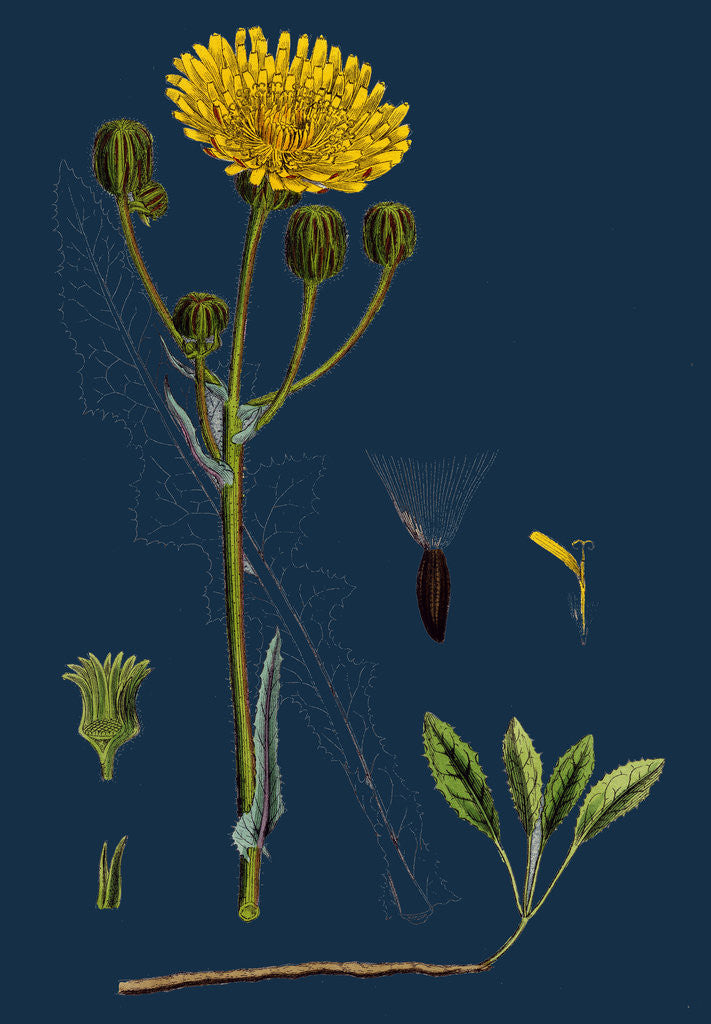 Detail of Sonchus Arvensis; Corn Sow-Thistle by Anonymous