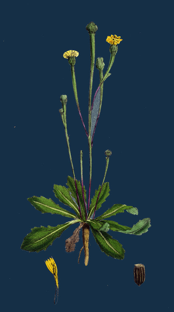 Detail of Arnoseris Pusilla; Swine's Succory by Anonymous