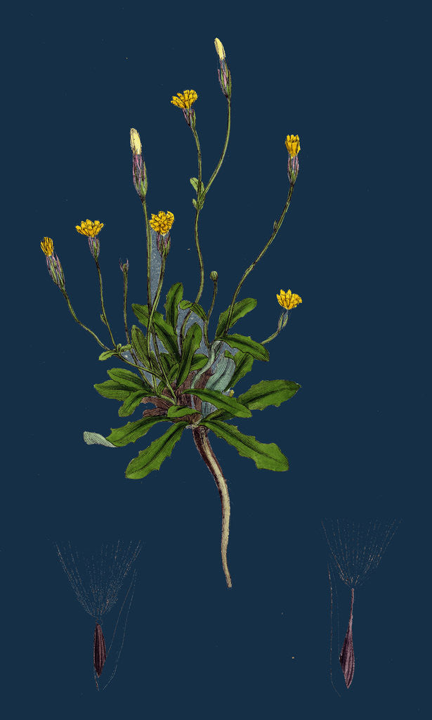 Detail of Hypochoeris Glabra; Smooth Cat's-Ear by Anonymous