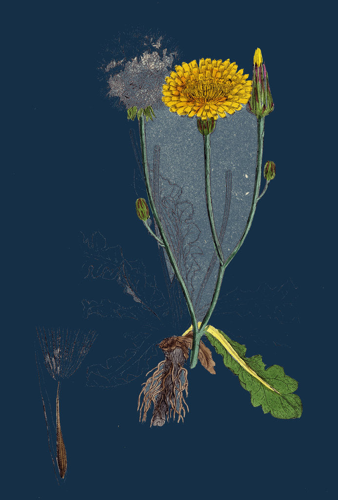 Detail of Hypochoeris Radicata; Long-Rooted Cat's-Ear by Anonymous