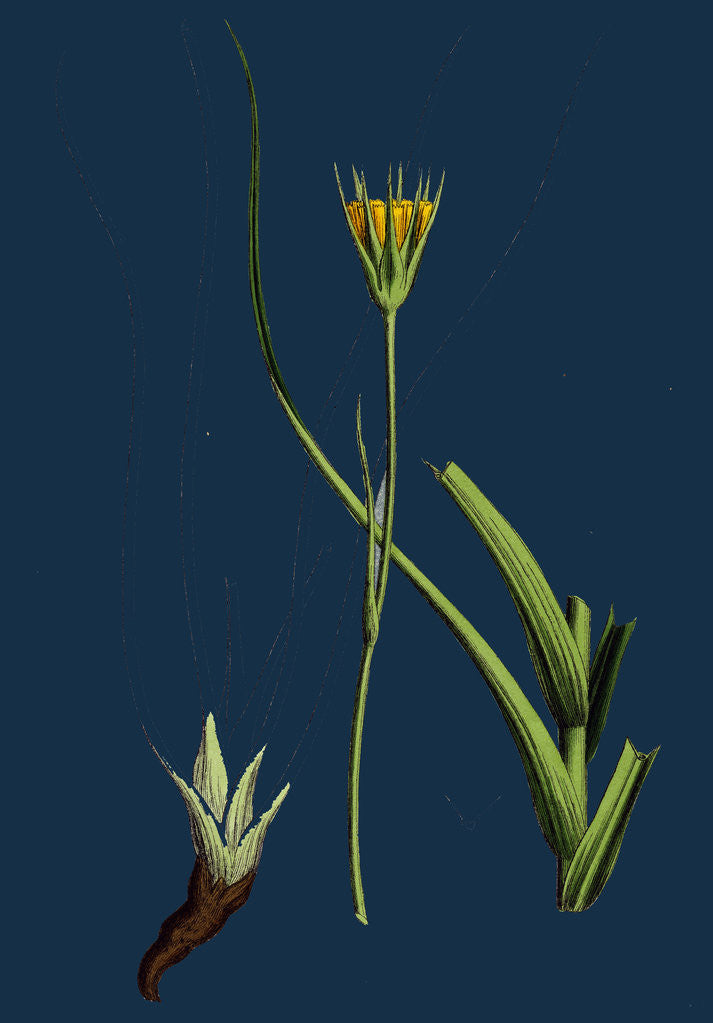 Detail of Tragopogon Pratensis, Var. Minor; Yellow Goat's-Beard, Var. B. by Anonymous