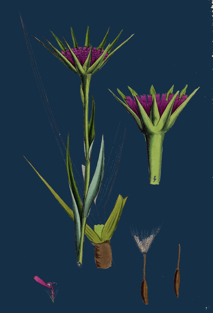 Detail of Tragopogon Porrifolius; Salsify by Anonymous