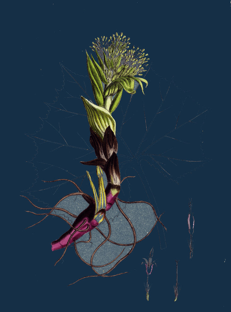 Detail of Petasites Albus; White Coltsfoot by Anonymous